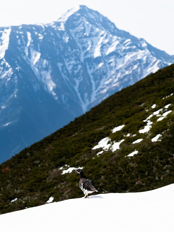 岩石ptarmigan maleand kitadake山