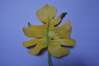 喜林芋