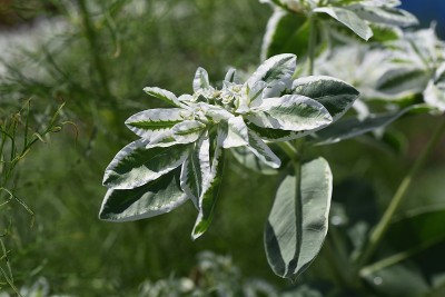 Snow-on-the-mountain花。