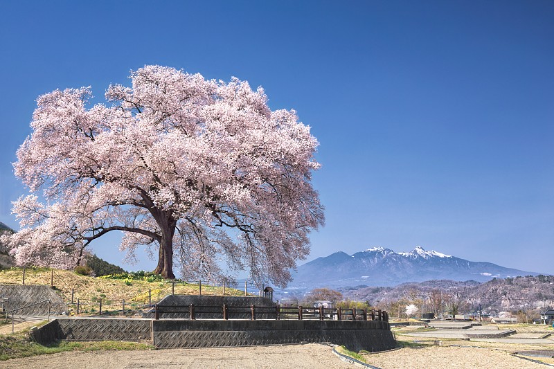 日本山梨县Waniduka樱花树的春色