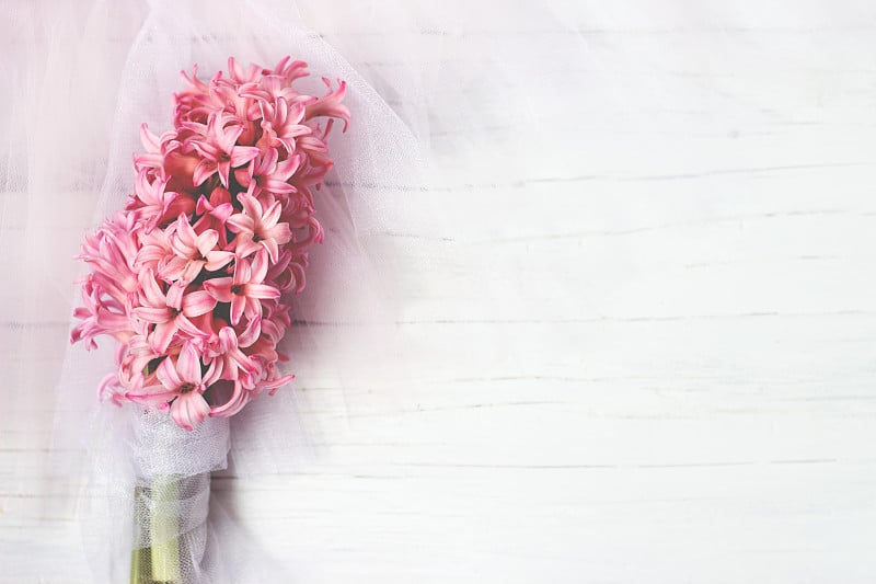 Pink Hyacinth flowers on white background, with co