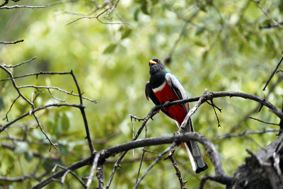 马德拉峡谷优雅的Trogon