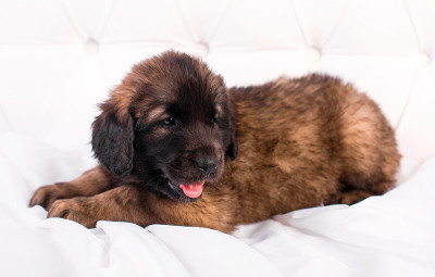 白色沙发上的小狗Leonberger