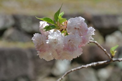 大村公园的樱花