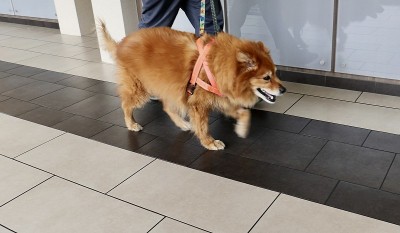 狗在兽医诊所等候区