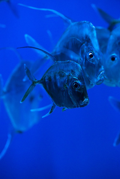 月光鱼大西洋月亮鱼群在蓝水海洋水族馆自然