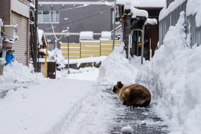 下雪天的流浪猫