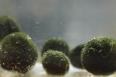 水中的苔藓