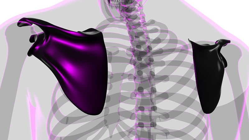 人体骨骼解剖学肩胛骨3D渲染