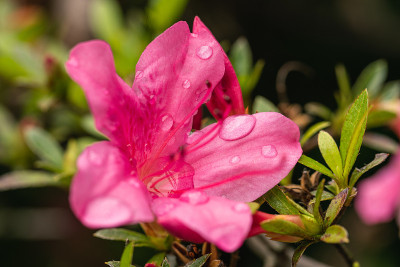 花园公园里粉红色的杜鹃花