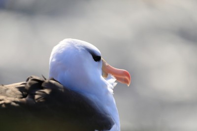 白眉信天翁(Thalassarche melanophris)或德国Mollymawk Helgol