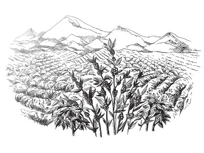 咖啡种植园景观
