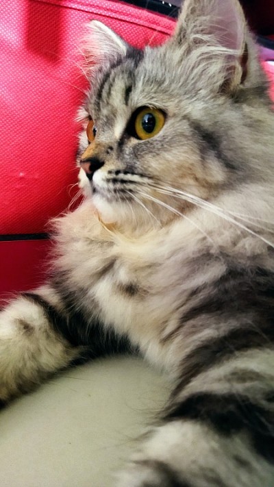 一只猫在家里