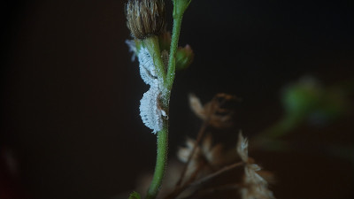 小的白色昆虫，像虫子
