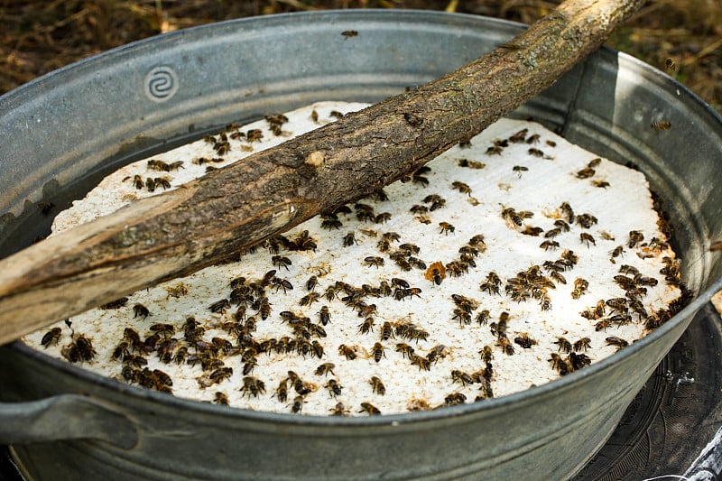 给蜜蜂自制饮料