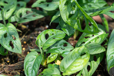 Monstera adansonii