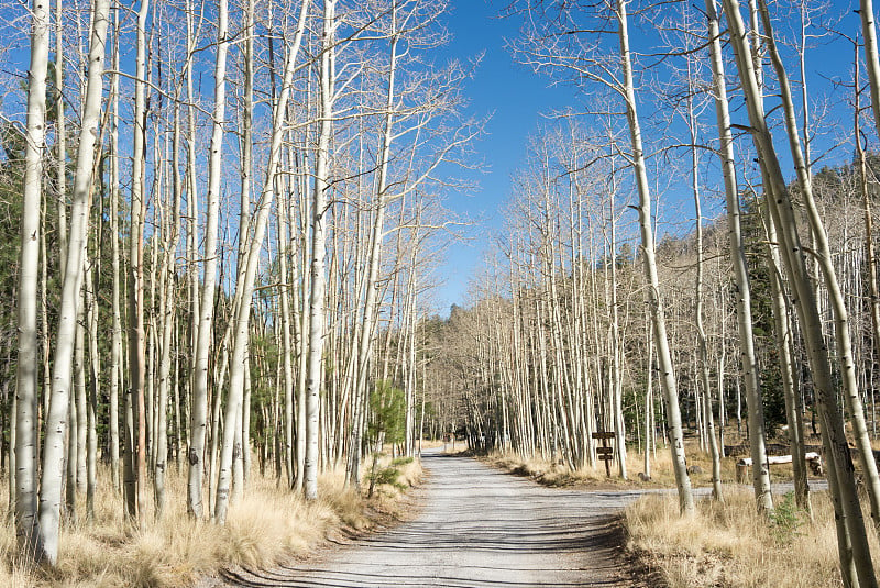 秋天农村公路