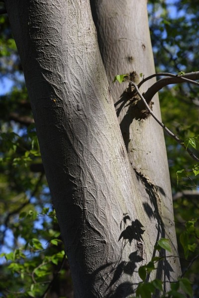 Aphananthe aspera (Aphananthe 东方榆树) 树干 (树皮) 和叶子