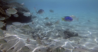 波拉波拉岛，马蒂拉海滩岩石周围的鱼类和海洋生物