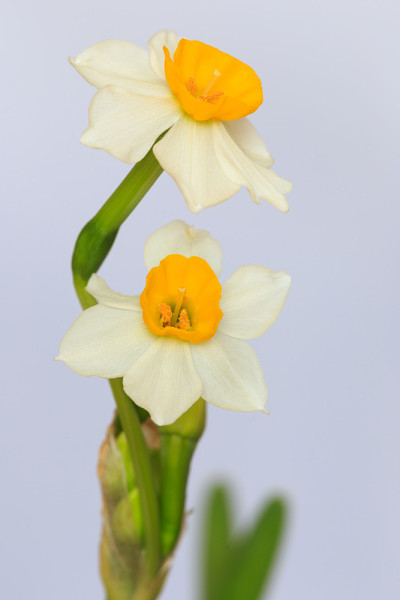 水仙花