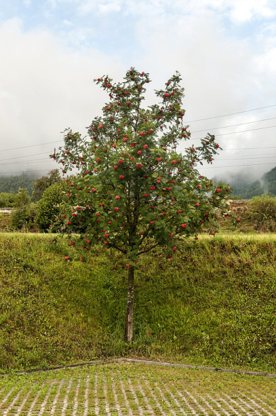 高山草甸