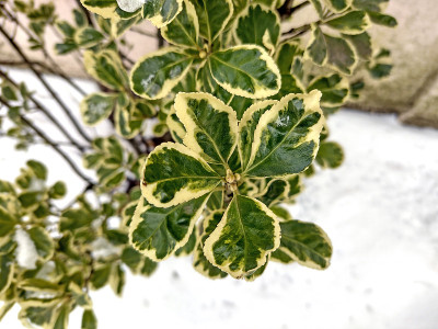 冬日纺锤植物