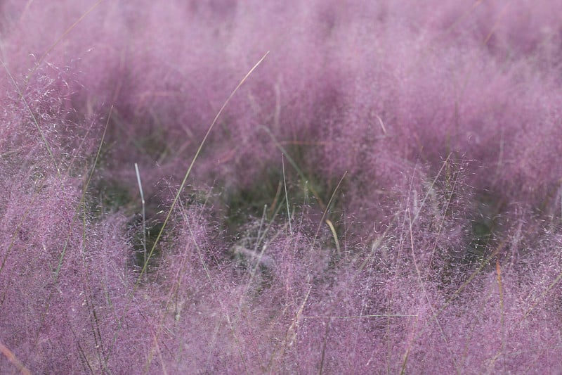 粉红色的穆勒草。芦苇。粉红色的背景。