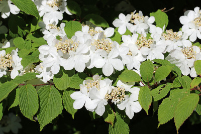 初季日本雪花丛白花