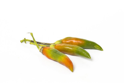 食物