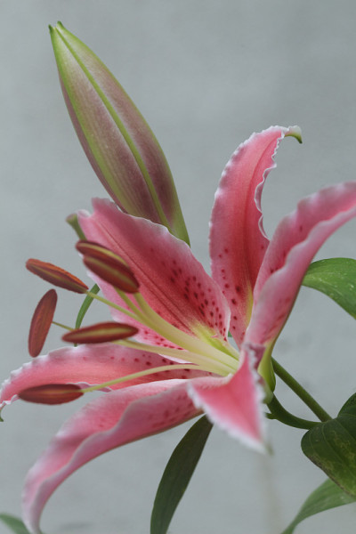 一种粉红色的东方百合，在白色的背景上开有叶子和花蕾