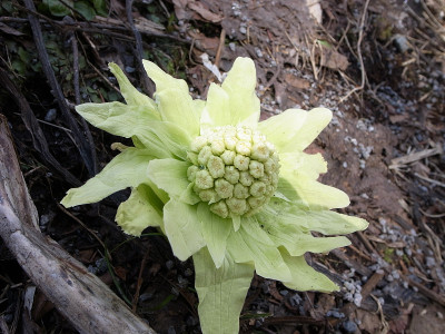 黄色的花