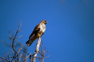 兰纳山隼(Falco biarmicus)