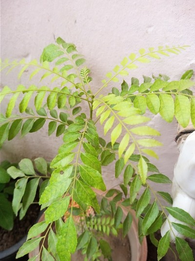 咖喱叶植物