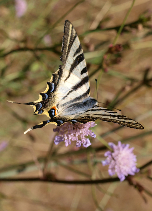 Mariposa