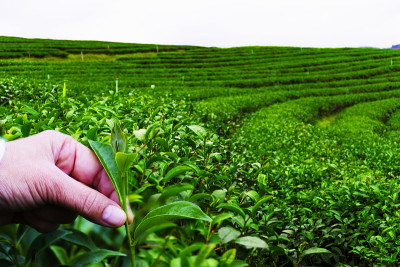 近距离观察新鲜的乌龙茶叶子或在种植园的黑龙茶叶