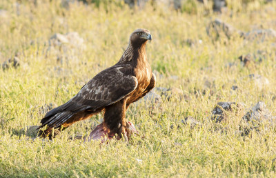 金鹰(Aquila chrysaetos)