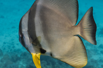 钱包batfish