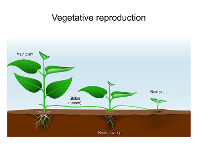 营养繁殖。植物繁殖或营养繁殖