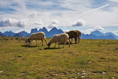 Plose, Mountains and sheep