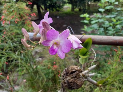 紫色的兰花和植物悬挂在地面上