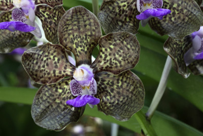 Vanda Orchid