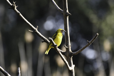 斑背乡村织布鸟(plocus cucullatus)