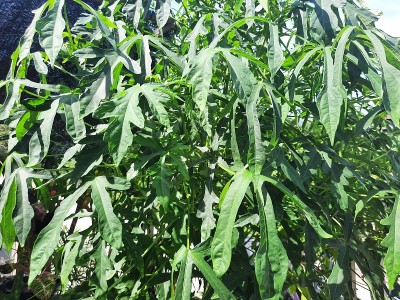 这是北苏拉威西的一种流行蔬菜作物的特写照片