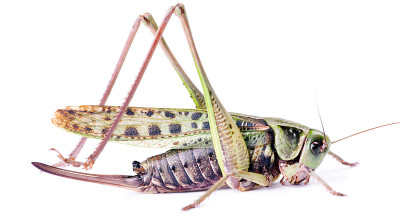 甲虫