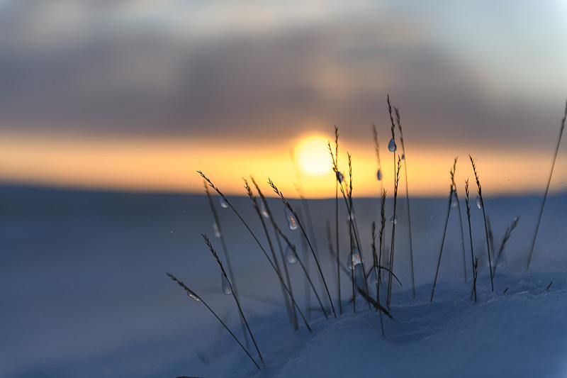 冬季的北极景观。冻土带上有冰和雪的草。日落。