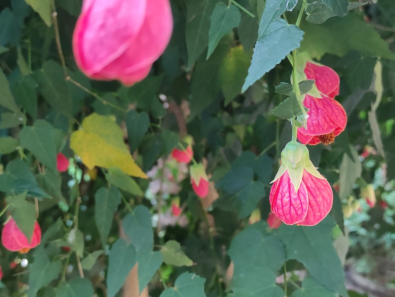 近距离的照片开花枫树花