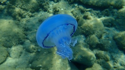 桶形水母(根口水母)，垃圾桶盖水母或海底褶边水母