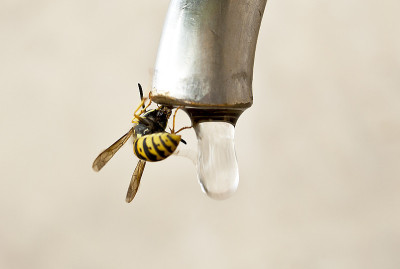 蜜蜂喝水