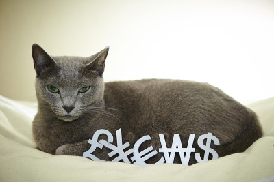 有货币符号的猫