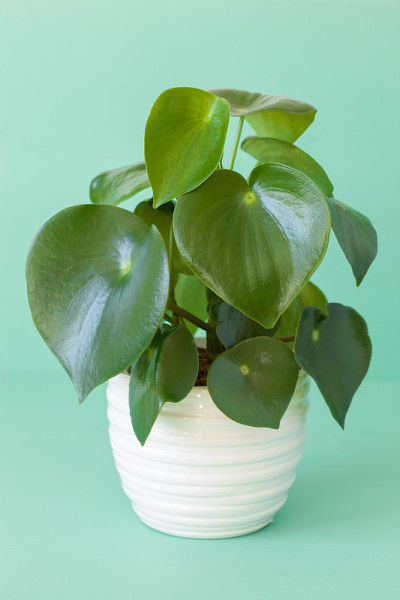 白色花盆内的室内植物